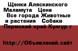 Щенки Аляскинского Маламута › Цена ­ 10 000 - Все города Животные и растения » Собаки   . Пермский край,Кунгур г.